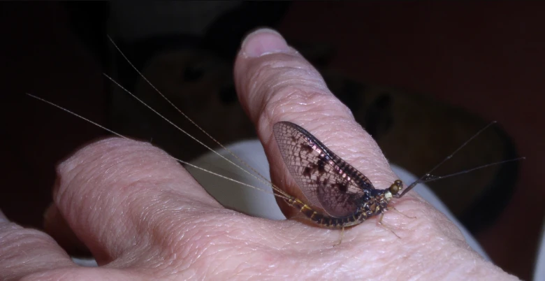 Adult Brown Drake mayfly with mottled wings