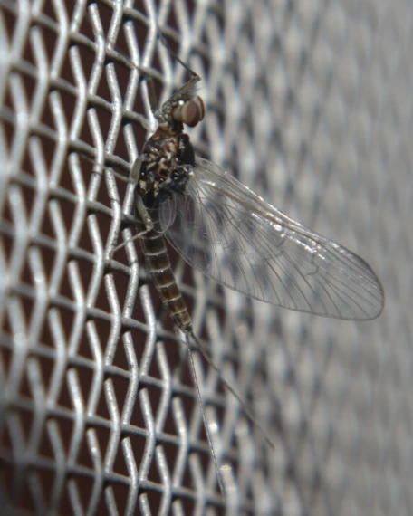 Adult Blue-Winged Olive mayfly on a mesh surface