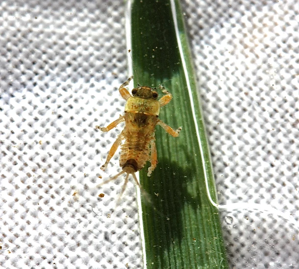 Aquatic nymph reference of a Hendrickson mayfly