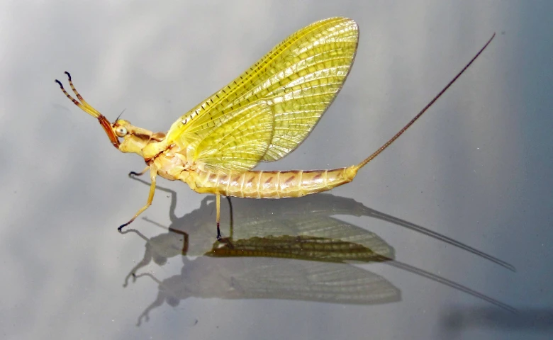 Adult yellow Hexagenia mayfly with tall wings and long tails