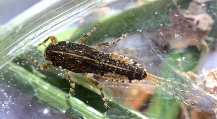 Aquatic nymph reference of a Sulphur mayfly
